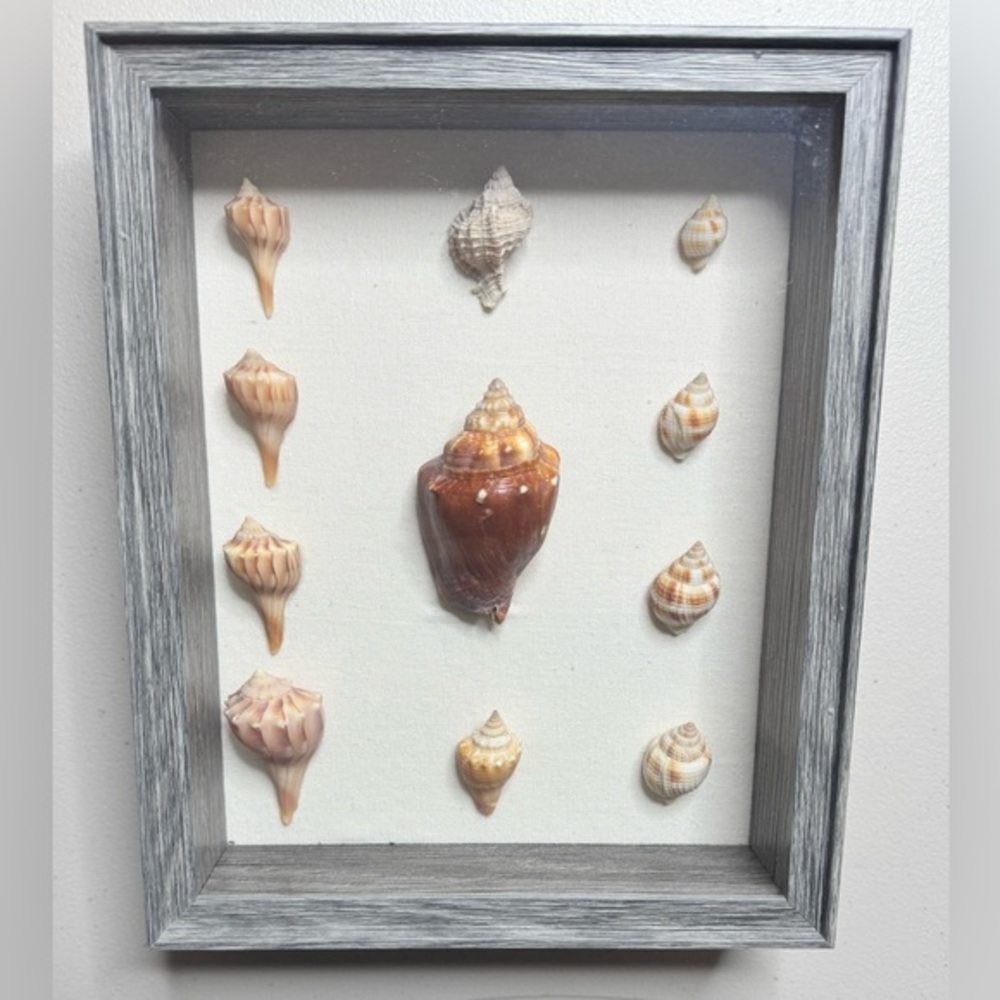 Beach Seashell Shadowbox Display Home Decor Art